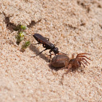 Anoplius viaticus